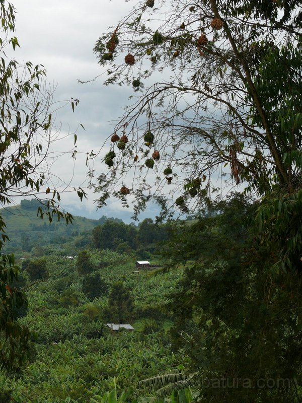 236 234 P1130104.jpg